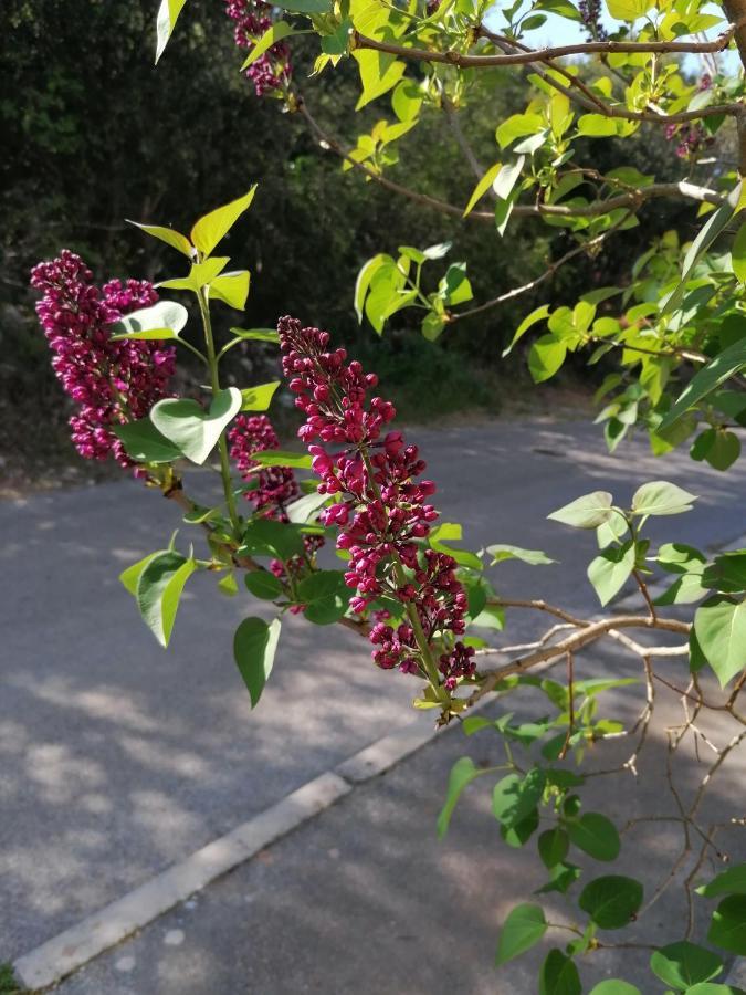 4 Roses Apartment 拉维尼 外观 照片